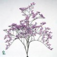 /album/limonium/limonium-lila-2-jpg/